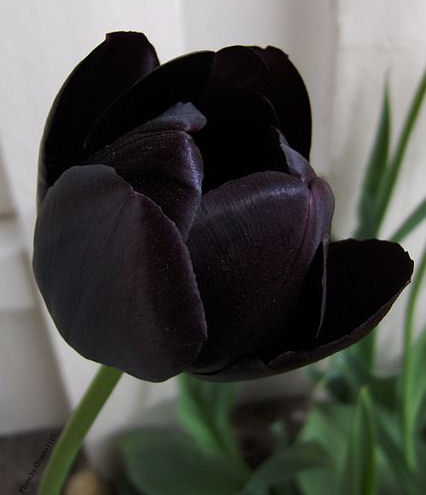 The Black Tulip, also called "Queen of Night"