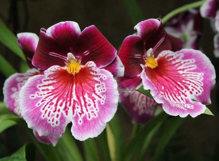 Orchid Longwood Gardens