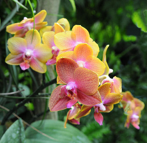Orchids at Longwood Gardens