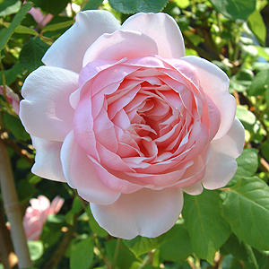 This rose, St. Ethelburga Rose, is named after her.