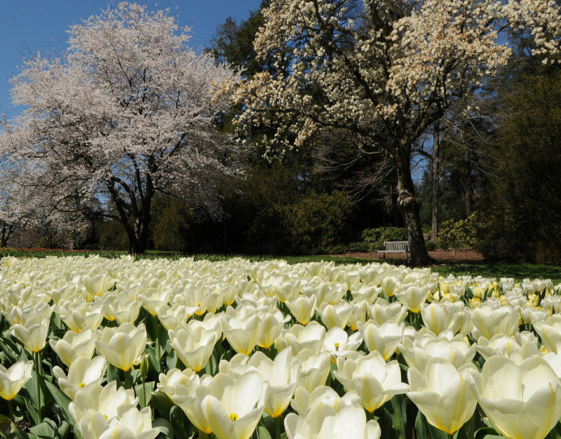 tulips at Longwood Gardens