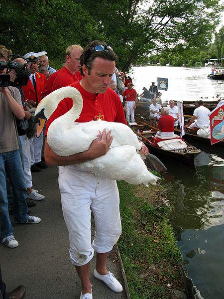 A Queen's Swan Upper with a mute swan during 2010 Swan Upping at Henley. Photo by Bill Tyne.