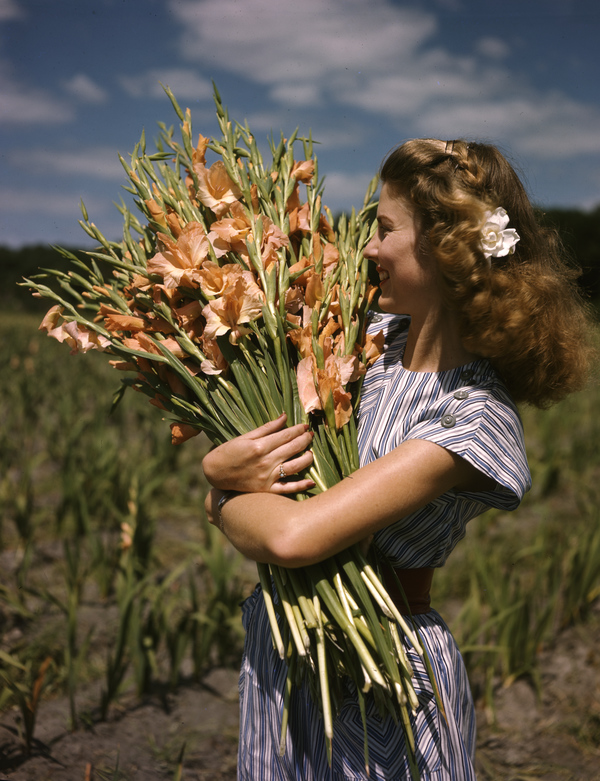 A bouquet of gladiolus at Terra Ceia Island Farms, Florida.