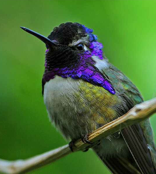 A Costa's hummingbird.