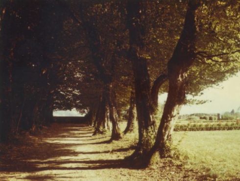 The tree-covered walk at La Cour, where Anne and her siblings liked to play.
