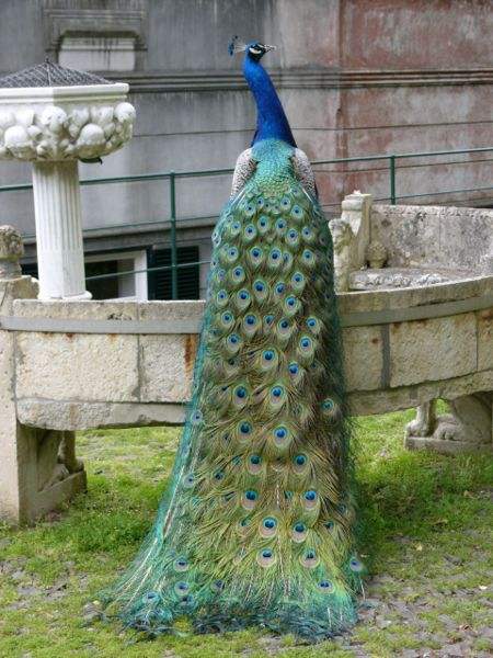 A Peacock at the Botanical Gardens in Madeira. Photo by Amanda Grobe.