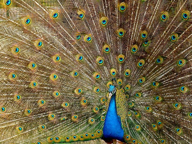 Photo of a peacock by Jebulon.