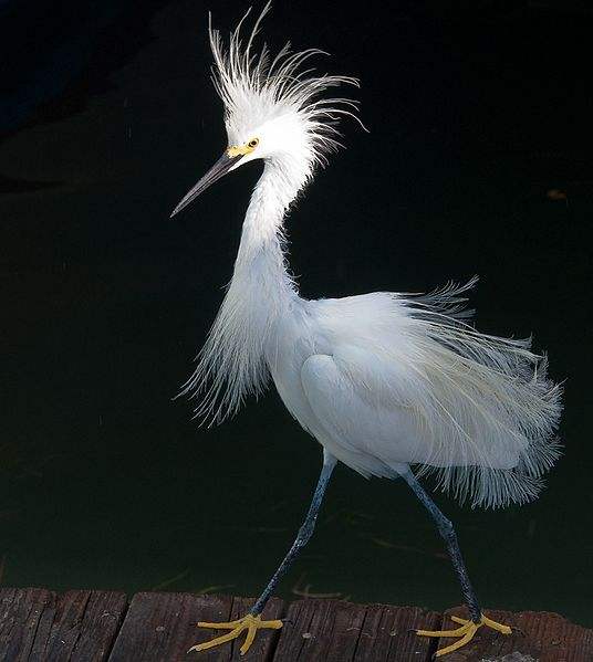 A Snowy Egret with full plume